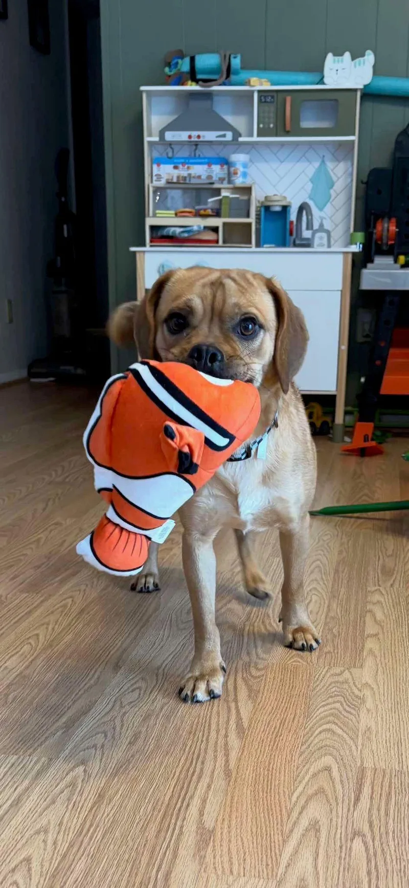 Nemo