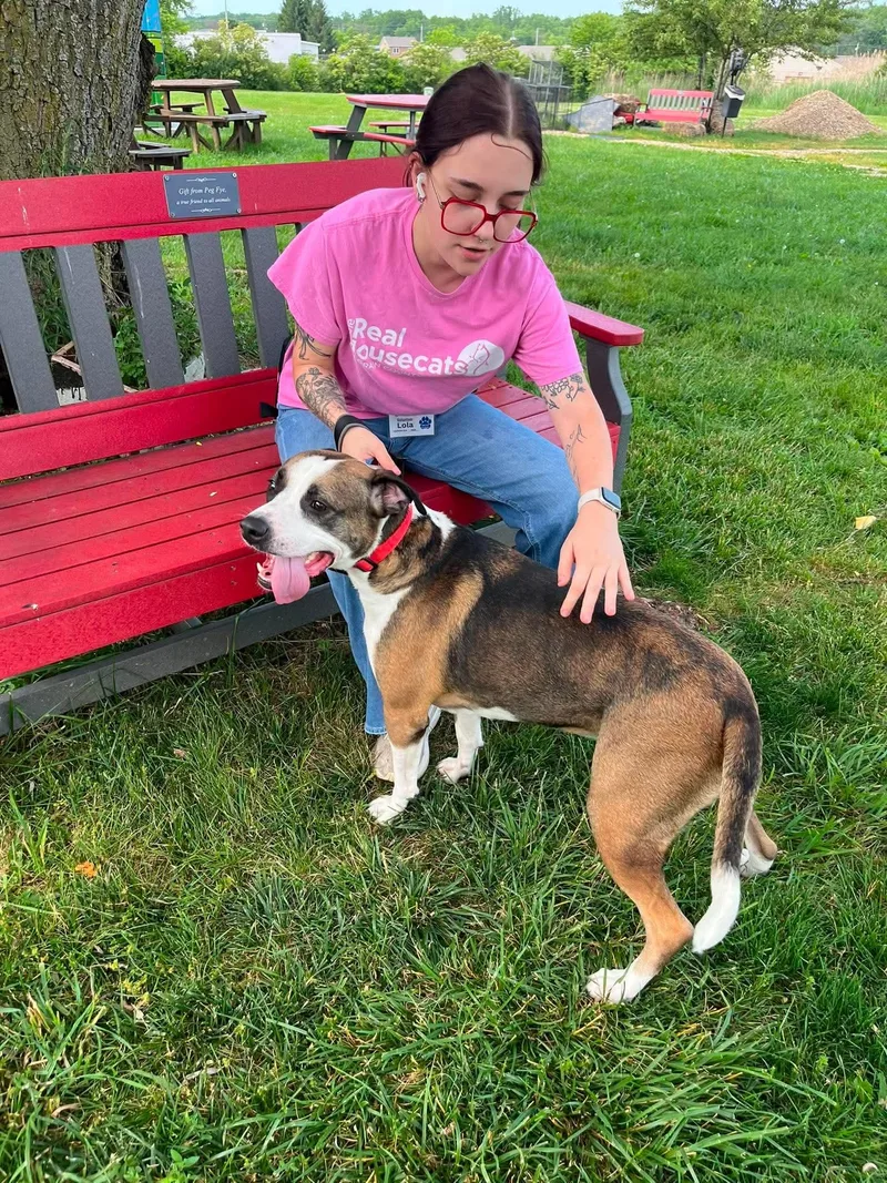 An adult large-sized female Brown / Chocolate Mixed Breed dog named Daphne for adoption in Elyria, OH