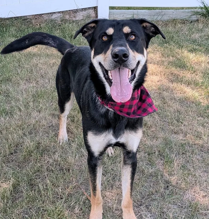 A young large-sized male Shepherd dog named Jack for adoption in Logan, UT
