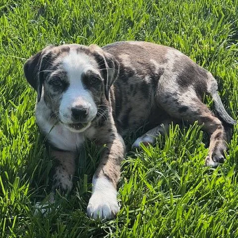 A baby small-sized female Gray / Blue / Silver Catahoula Leopard Dog dog named Spotty Dotty Pup: Toto for adoption in Falls Church, VA