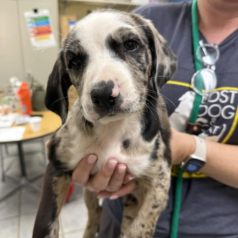 Spotty Dotty Pup: Toto thumbnail 3