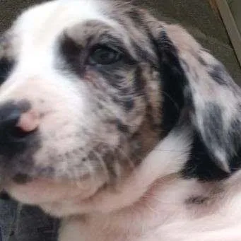 Spotty Dotty Pup: Toto thumbnail 4