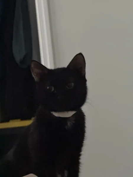 Meowy Dearest thumbnail 2