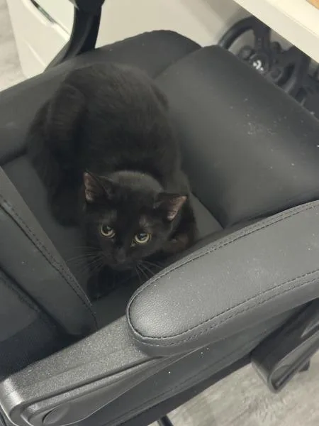 Meowy Dearest thumbnail 3