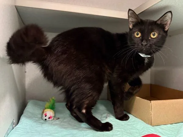 Meowy Dearest thumbnail 4