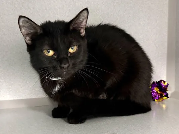 Meowy Dearest thumbnail 5