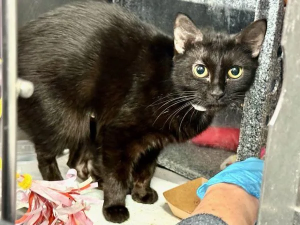 Meowy Dearest thumbnail 6