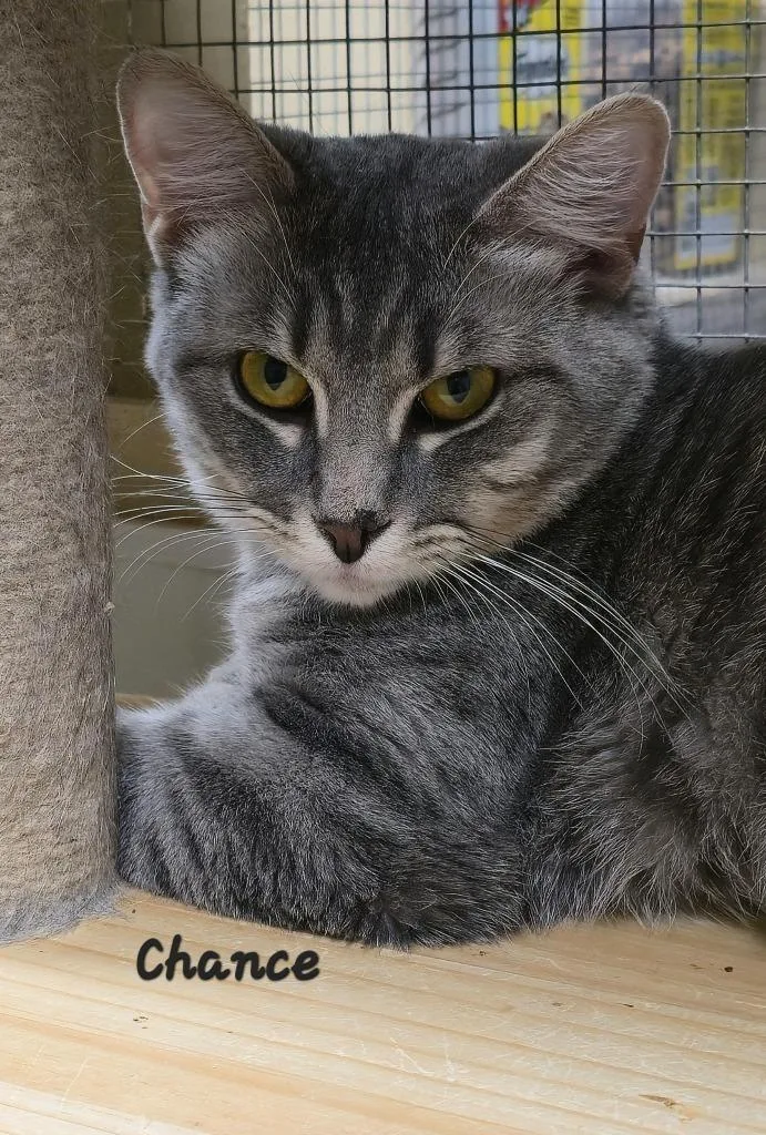 A young medium-sized male Domestic Short Hair cat named Chance for adoption in Cedar Rapids, IA