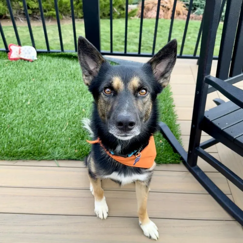 An adult large-sized male Black German Shepherd Dog named Zing for adoption in Castle Pines, CO