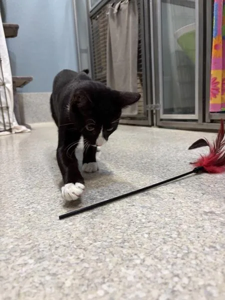 A young medium-sized male Domestic Short Hair cat named Sashimi for adoption in San Diego, CA