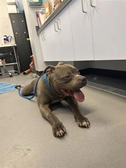 An adult large-sized male Mixed Breed dog named Brutus for adoption in West Chester, PA