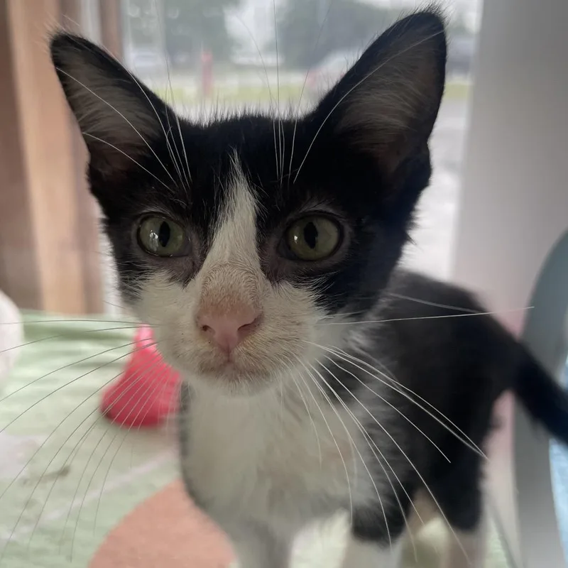 A baby small-sized male Black Domestic Medium Hair cat named Berry for adoption in Marion, IL