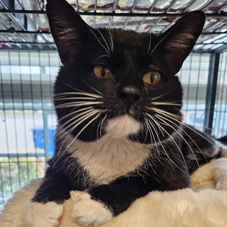 An adult medium-sized male Black & White / Tuxedo Domestic Short Hair cat named Oliver for adoption in Windsor, CT
