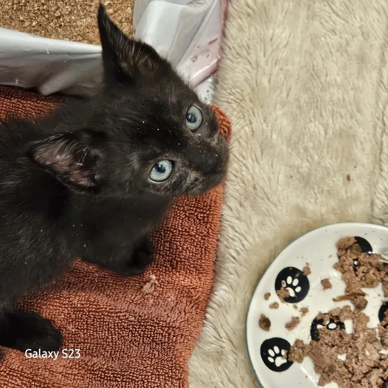 Sabrina