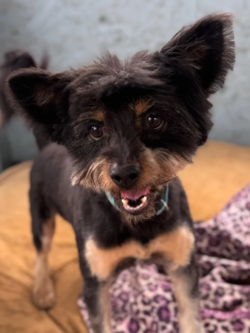 Ready Teddy thumbnail 2