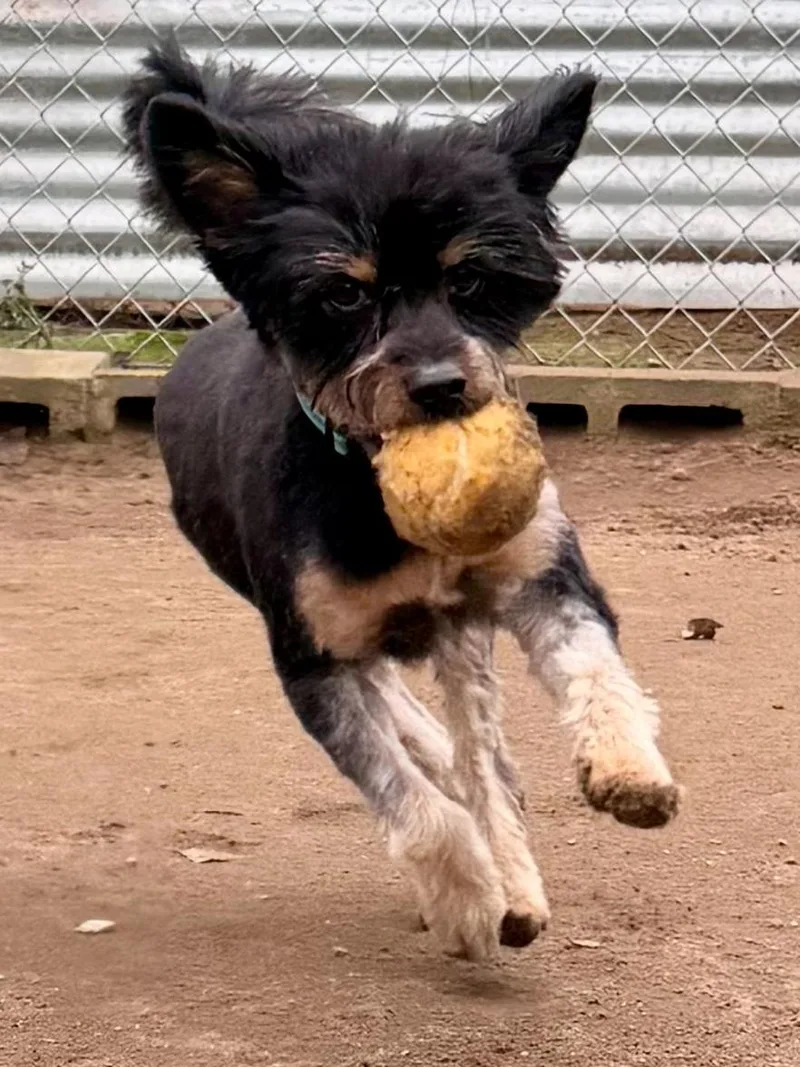 Ready Teddy thumbnail 3