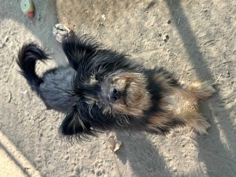 Ready Teddy thumbnail 4