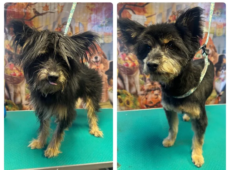 Ready Teddy thumbnail 5