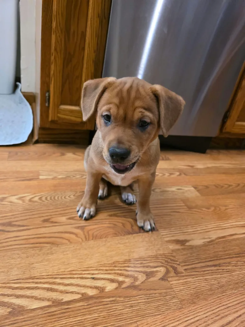 A baby medium-sized female Brown / Chocolate Boxer dog named Bingo for adoption in Minneapolis, MN