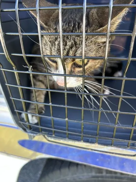An adult small-sized female Domestic Short Hair cat named Paperclip for adoption in Virginia Beach, VA