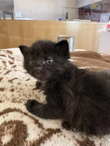 A baby small-sized female Domestic Short Hair cat named Mewtwo for adoption in Santa Rosa, CA