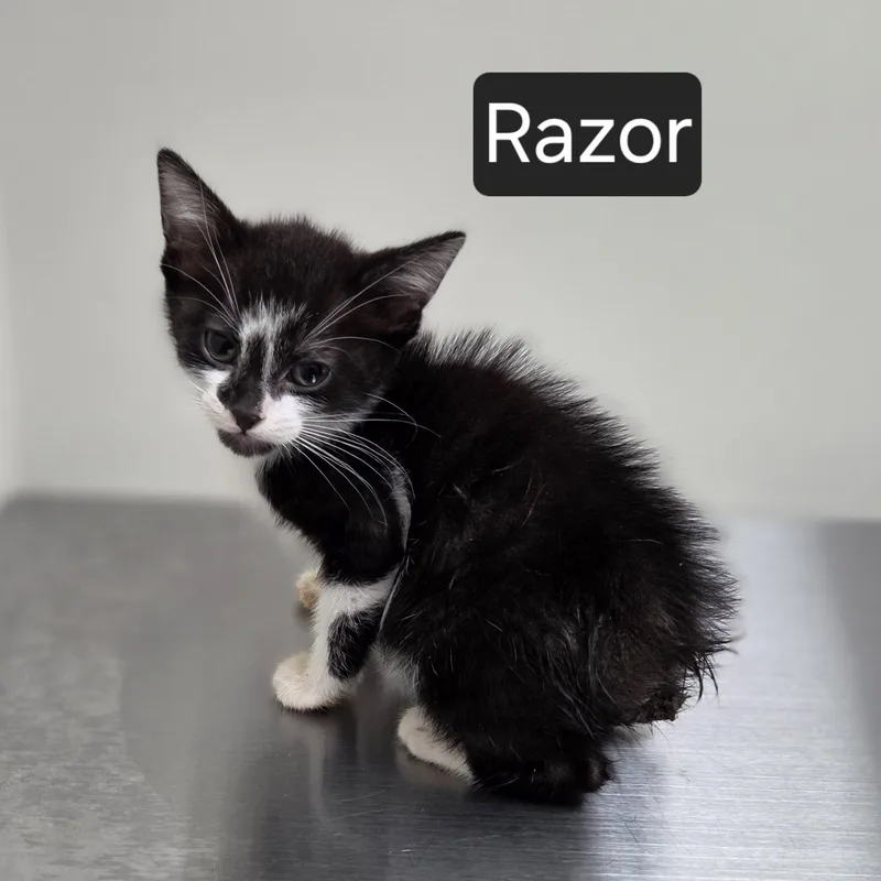 A baby medium-sized male Black & White / Tuxedo Domestic Medium Hair cat named Razor for adoption in SNOW HILL, NC