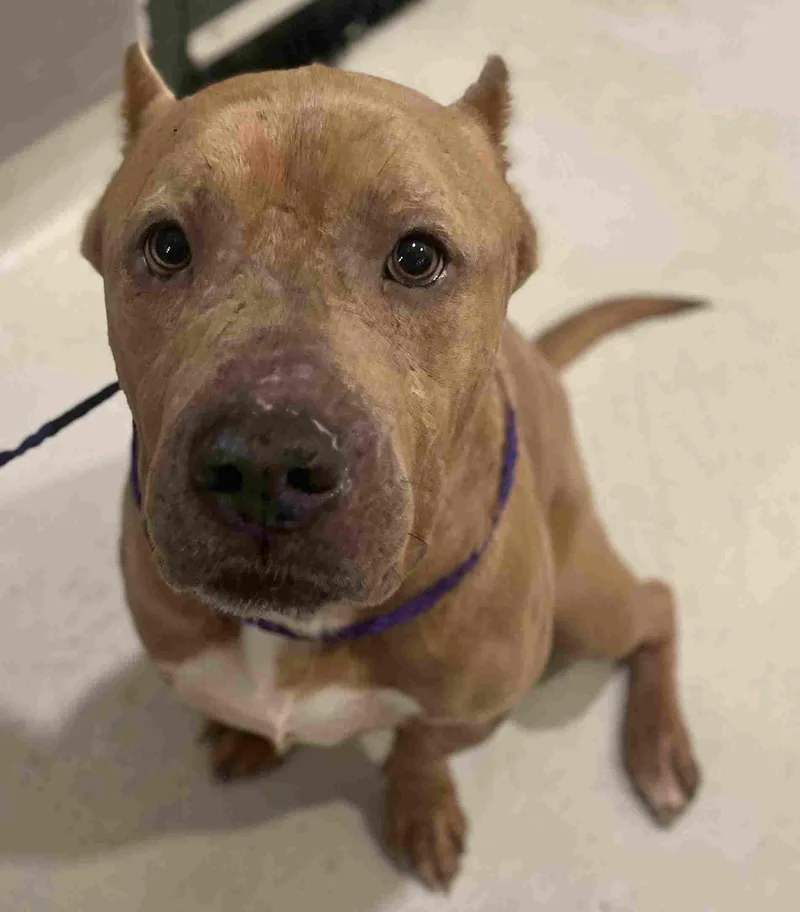 An adult large-sized male Yellow / Tan / Blond / Fawn American Bully dog named Bruce for adoption in New Castle, IN