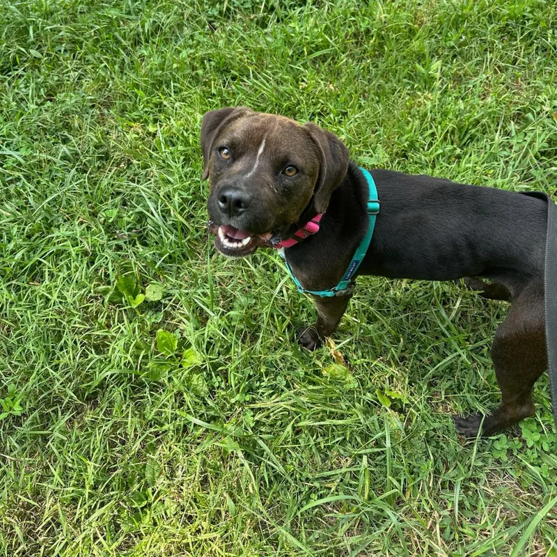 An adult medium-sized female Pit Bull Terrier dog named Lavender for adoption in Baltimore, MD