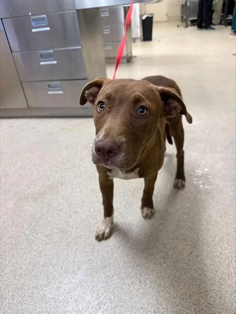 An adult medium-sized female Pit Bull Terrier dog named Betty Boop for adoption in Riverside, CA