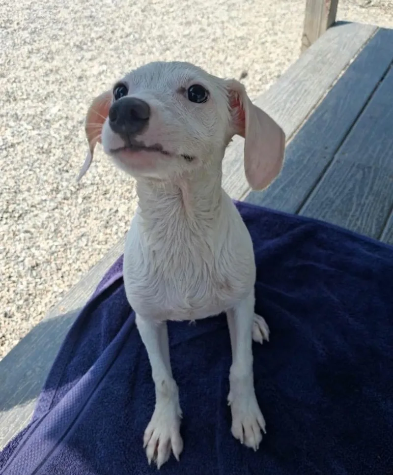 A baby medium-sized female Terrier dog named Reba for adoption in Gorham, ME