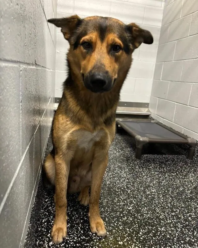 An adult large-sized male Black German Shepherd Dog named Kaiser for adoption in Jackson, TN