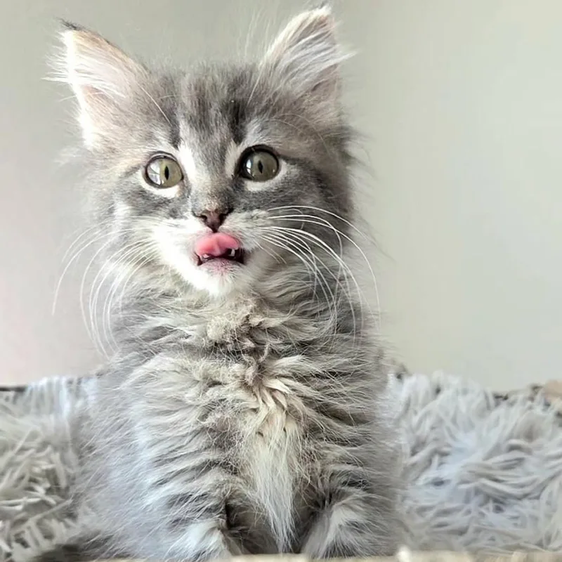 A baby small-sized female Gray / Blue / Silver Domestic Long Hair cat named Cheyletiella for adoption in Commerce City, CO