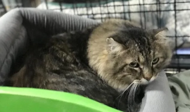 Albert