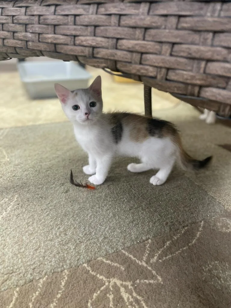 A baby medium-sized female Calico Domestic Short Hair cat named Terri for adoption in Neillsville, WI