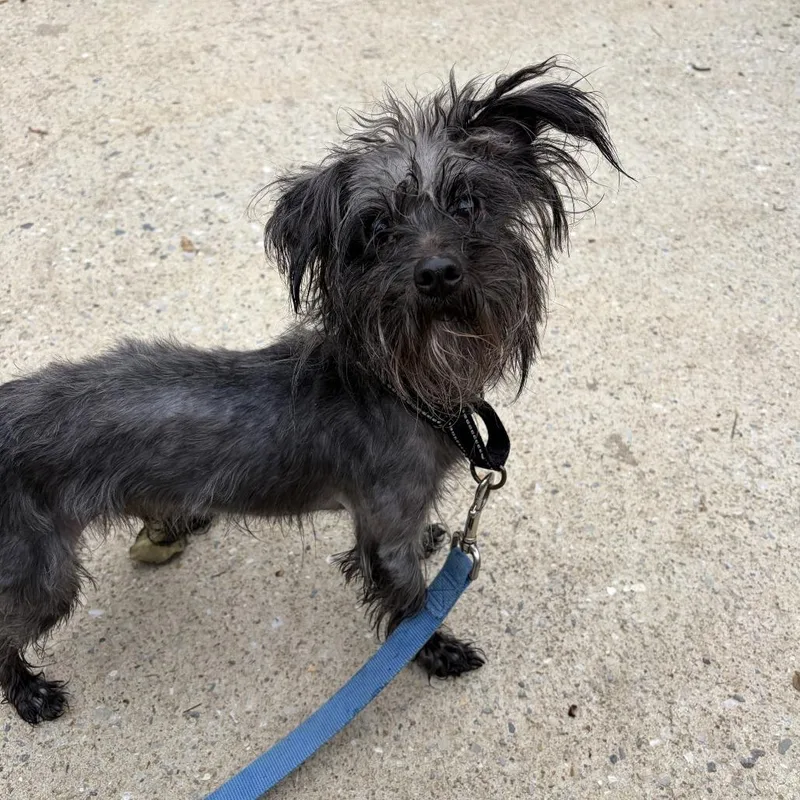 Grandma's Dog thumbnail 2