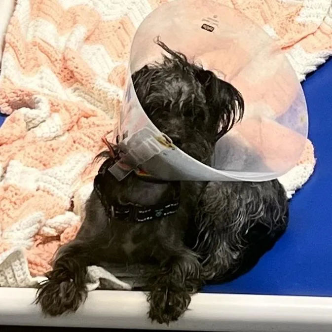 Grandma's Dog thumbnail 3