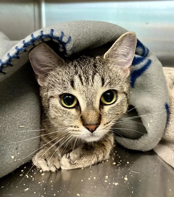 A young medium-sized female Domestic Short Hair cat named Cheetah for adoption in Kalamazoo, MI