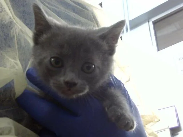 A baby medium-sized male Domestic Medium Hair cat named Togo for adoption in Dallas, TX