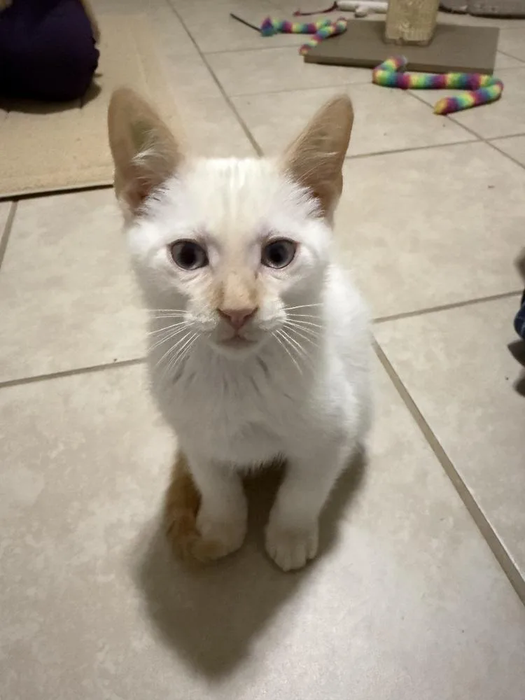 A baby small-sized male Orange & White Domestic Short Hair cat named Angus for adoption in Omaha, NE
