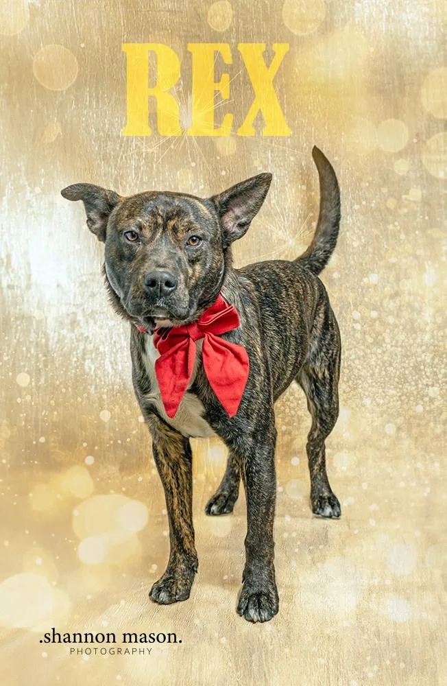 A young medium-sized male Labrador Retriever dog named Rex for adoption in Las Vegas, NV