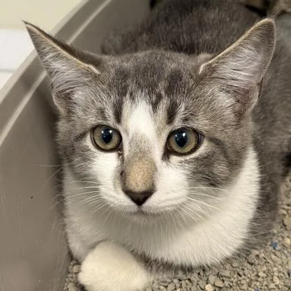 A young medium-sized female Gray & White Domestic Short Hair cat named Moon Pie for adoption in Lansing, MI