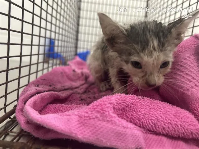 A baby small-sized male Domestic Short Hair cat named Motor for adoption in Ocala, FL