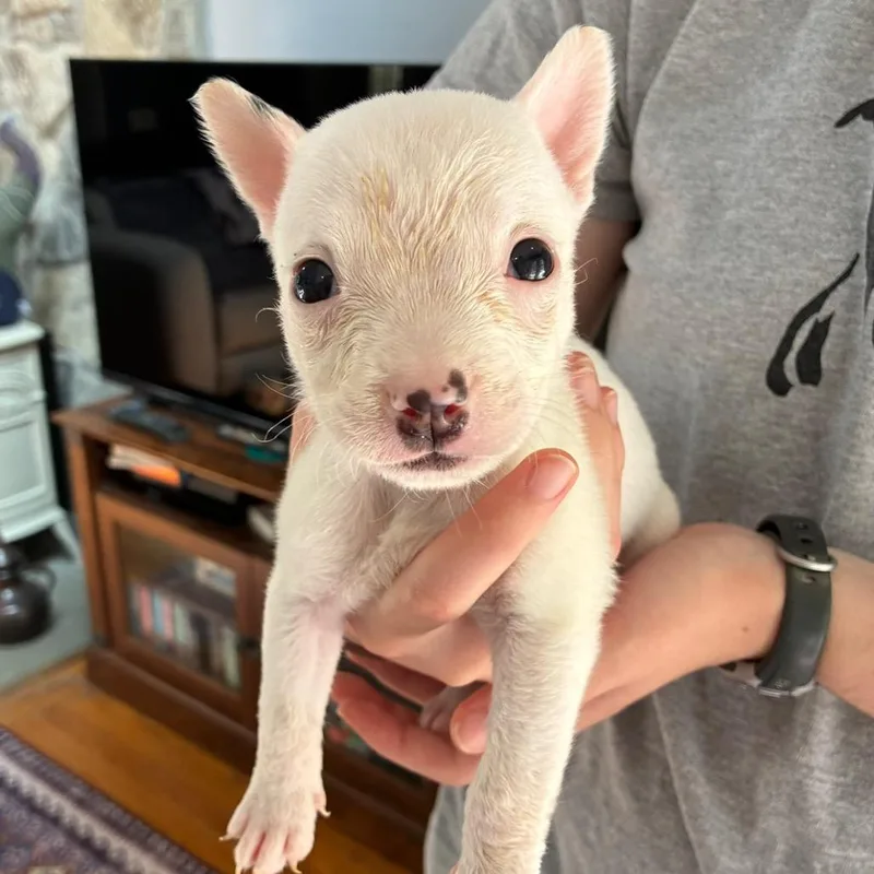 A baby medium-sized female White / Cream Mixed Breed dog named Grace O'Malley for adoption in Alexandria, VA