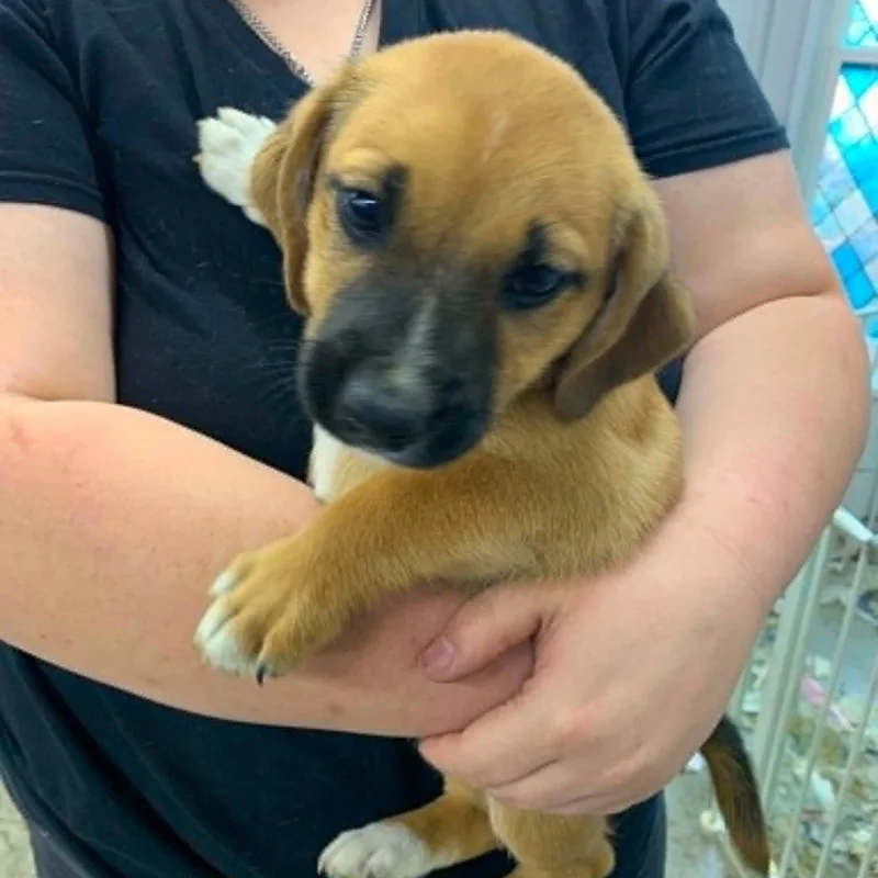 A baby medium-sized male Hound dog named Ollie for adoption in Danbury, CT