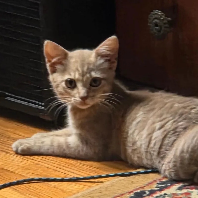 A baby small-sized female Buff / Tan / Fawn Domestic Short Hair cat named Cake for adoption in Long Beach, CA