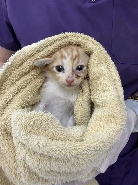 A baby small-sized male Domestic Short Hair cat named Michael for adoption in Baytown, TX