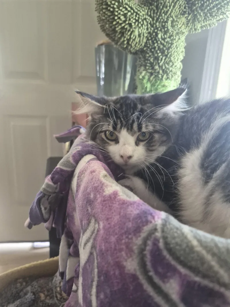 An adult small-sized male Gray & White Domestic Long Hair cat named C Litter Mercedes for adoption in Livonia, MI