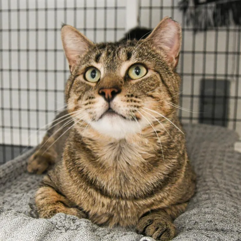 An adult medium-sized male Domestic Short Hair cat named Arthur for adoption in Ewing, NJ