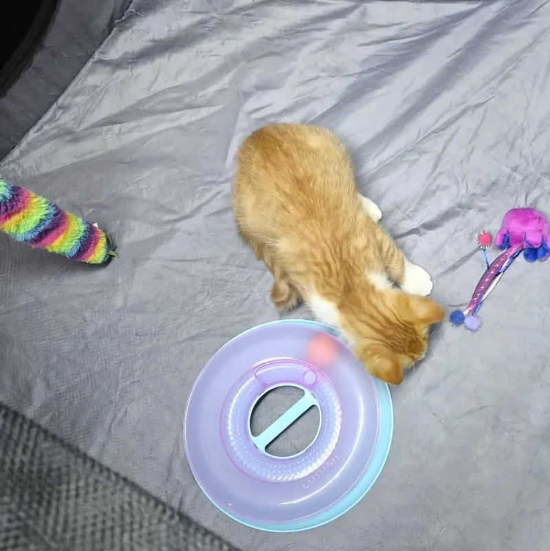 A baby small-sized male Orange & White Domestic Short Hair cat named Nilla for adoption in Bellmawr, NJ