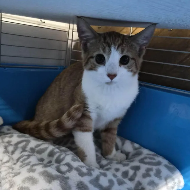 Nilla thumbnail 4